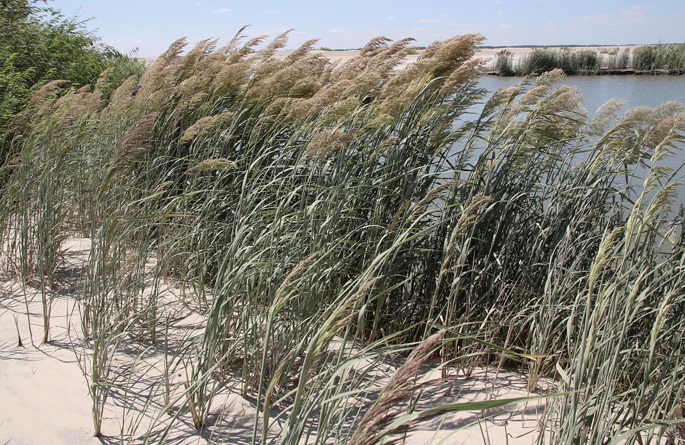 Изображение особи Calamagrostis pseudophragmites.