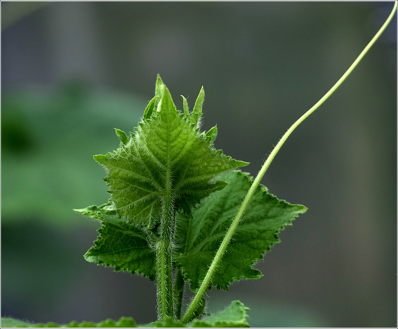 Изображение особи Cucumis sativus.