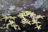 Pinguicula vulgaris