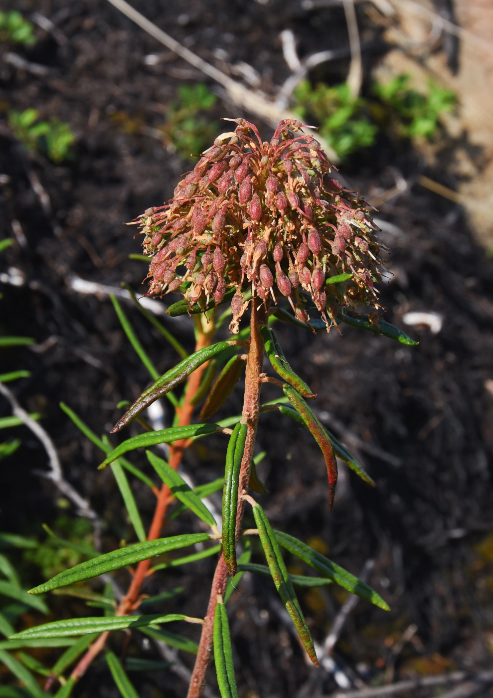 Image of Ledum palustre specimen.