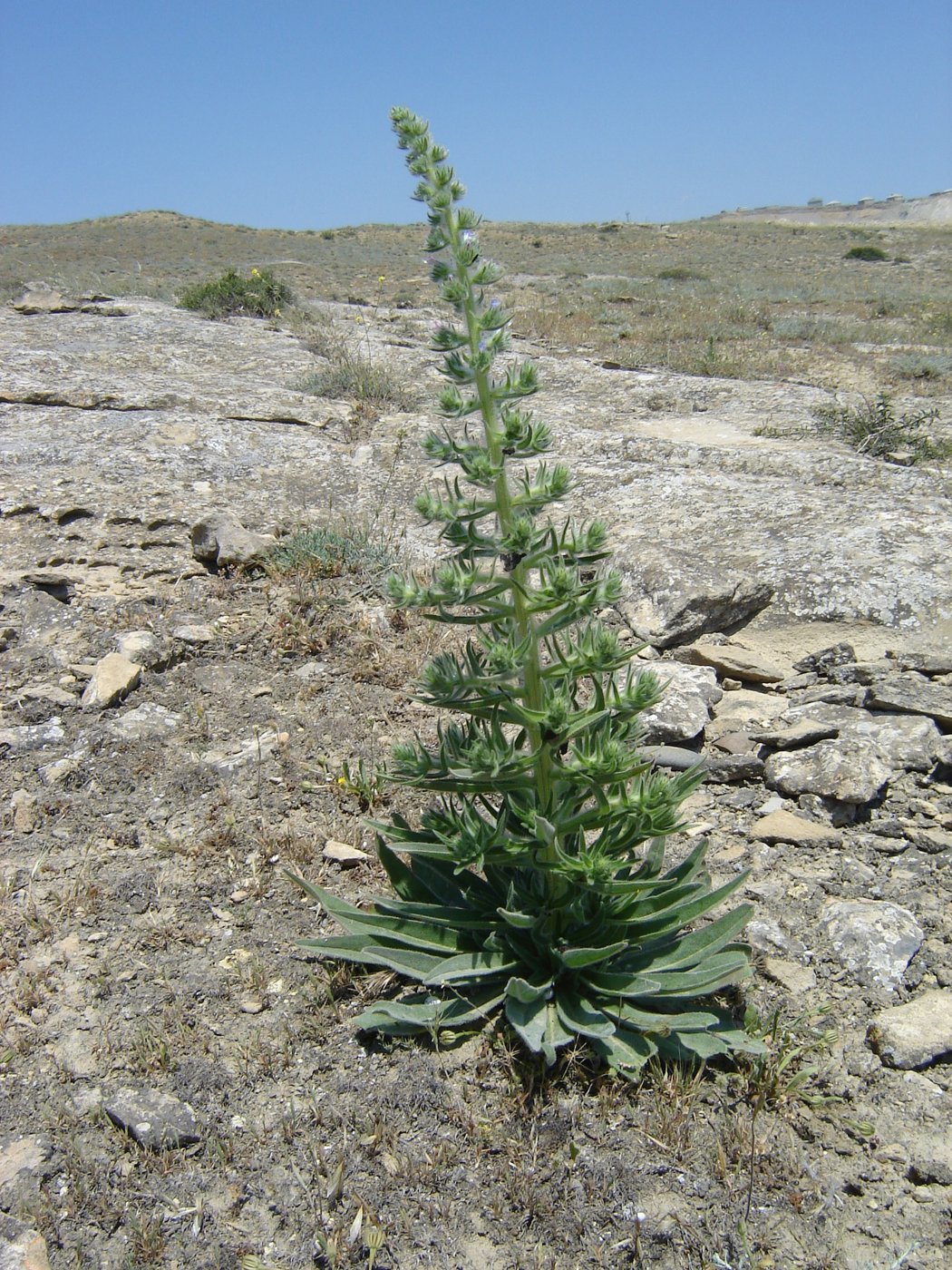 Image of Echium biebersteinii specimen.