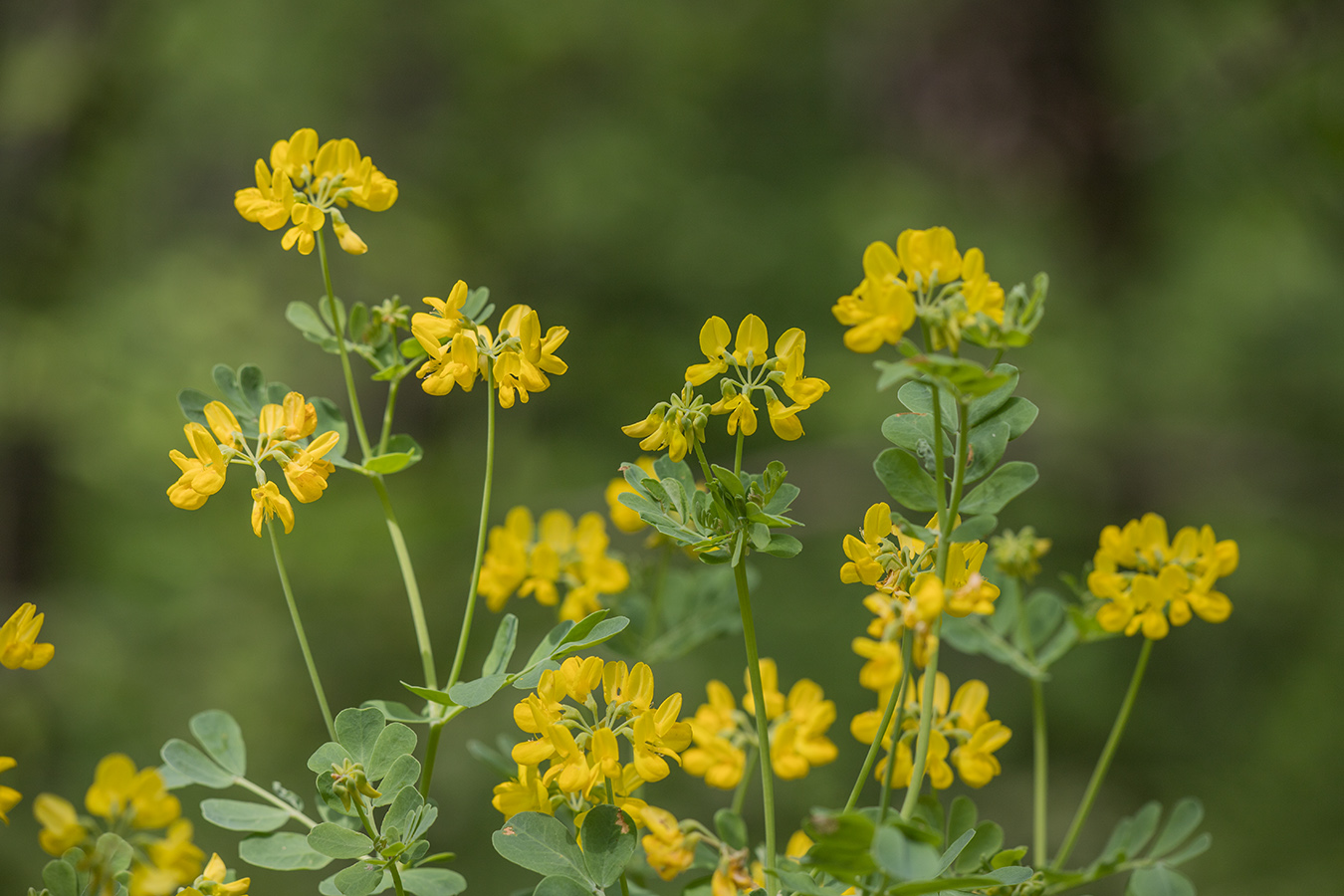 Изображение особи Hippocrepis emeroides.