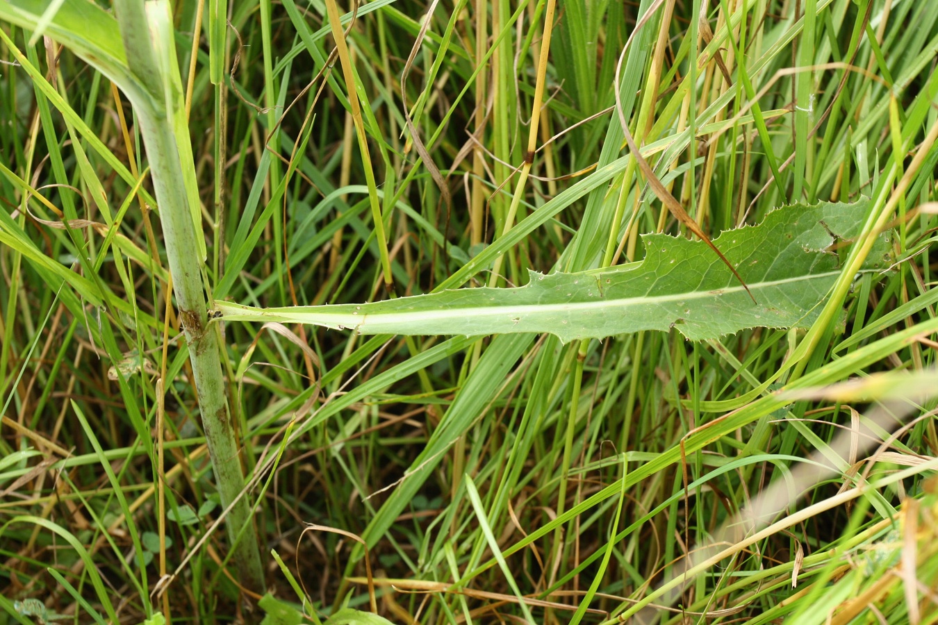 Image of Sonchus arvensis ssp. uliginosus specimen.