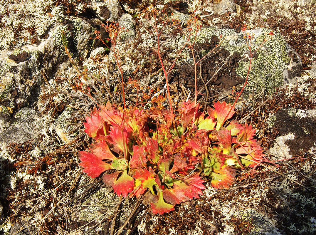 Image of genus Saxifraga specimen.