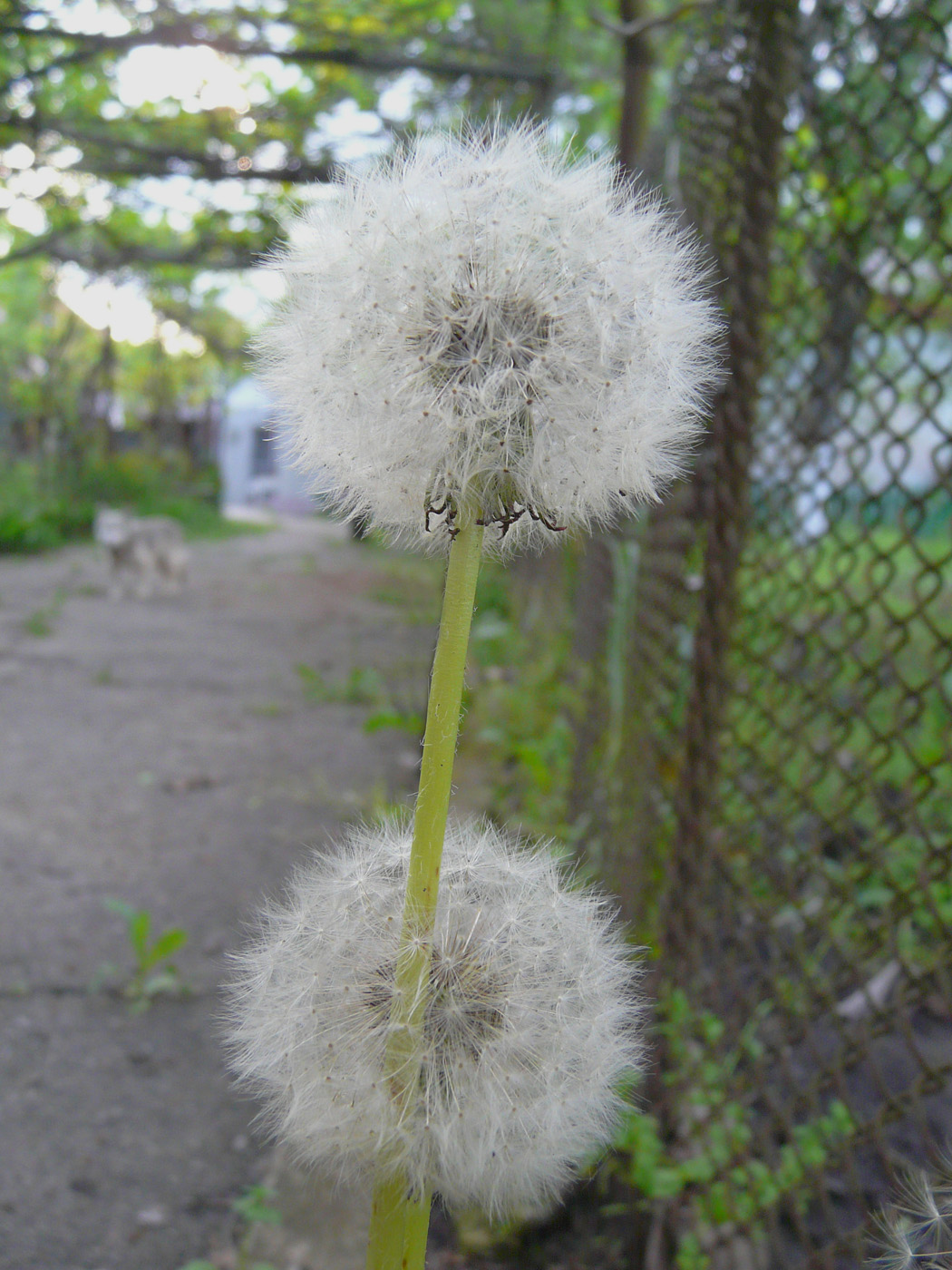 Изображение особи Taraxacum officinale.