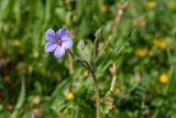 Erodium ciconium