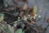 Galium humifusum