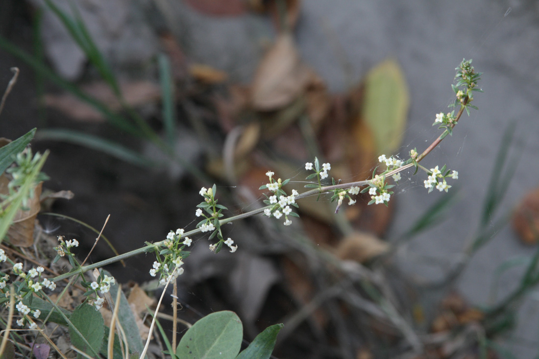 Изображение особи Galium humifusum.