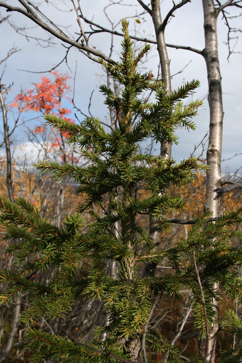 Изображение особи Picea obovata.