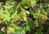 Alchemilla leiophylla