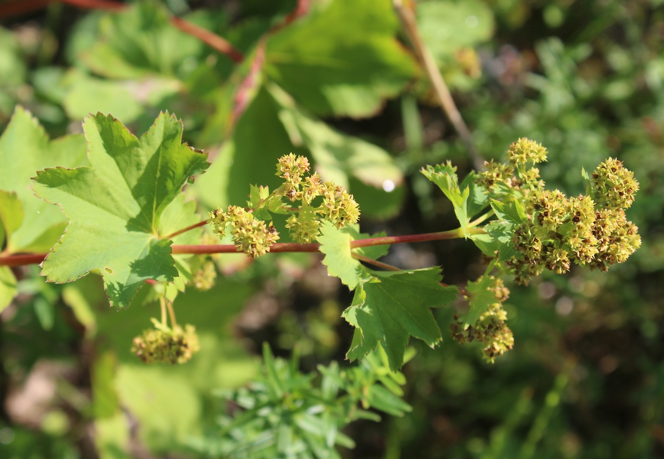 Изображение особи Alchemilla leiophylla.