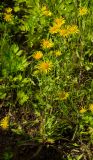 Inula britannica