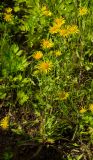 Inula britannica. Цветущие растения в сообществе с Ranunculus repens и Equisetum. Кировская обл., Афанасьевский р-н, окр. пгт Афанасьево, долина р. Кама, участок сырого берега у самой воды. 24 июля 2021 г.