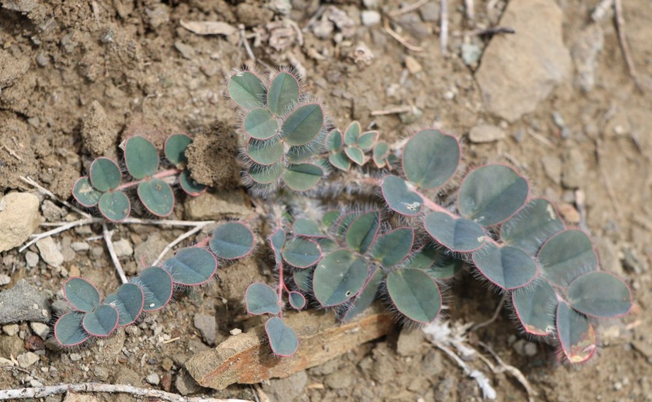 Image of Astragalus fabaceus specimen.