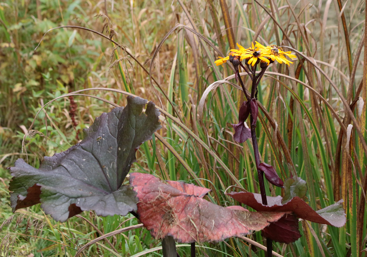 Image of Ligularia dentata specimen.