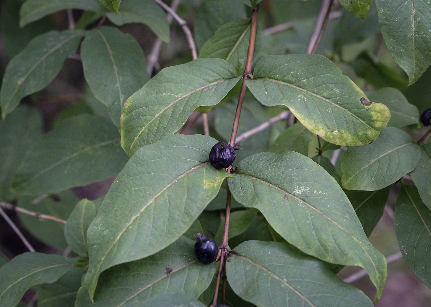 Изображение особи Lonicera orientalis.