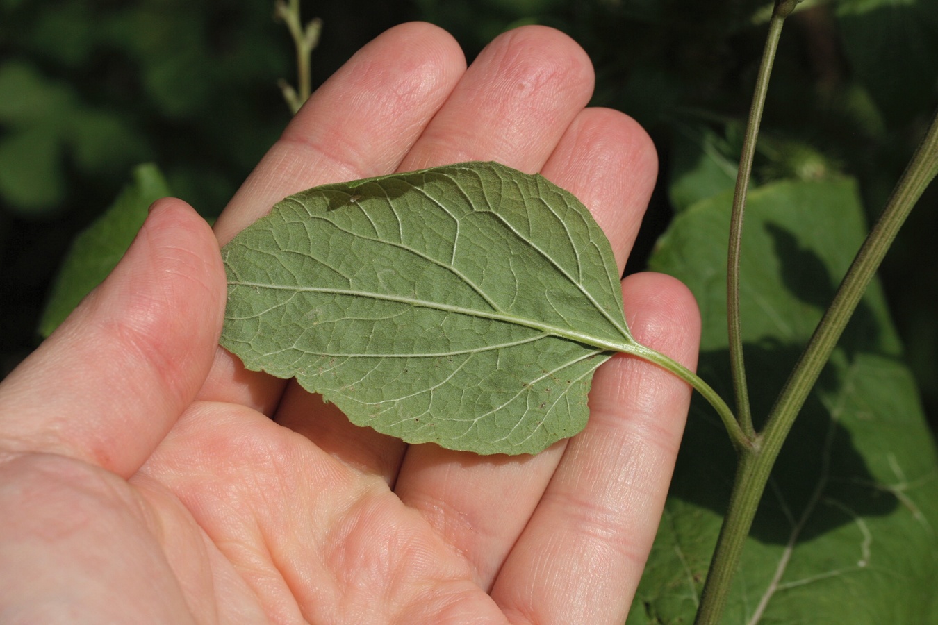 Image of Arctium minus specimen.