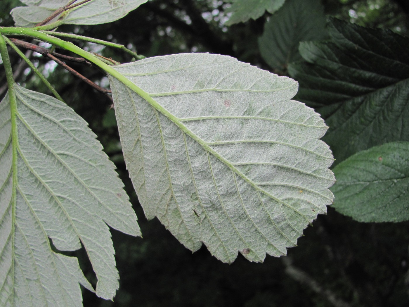 Image of Sorbus caucasica specimen.