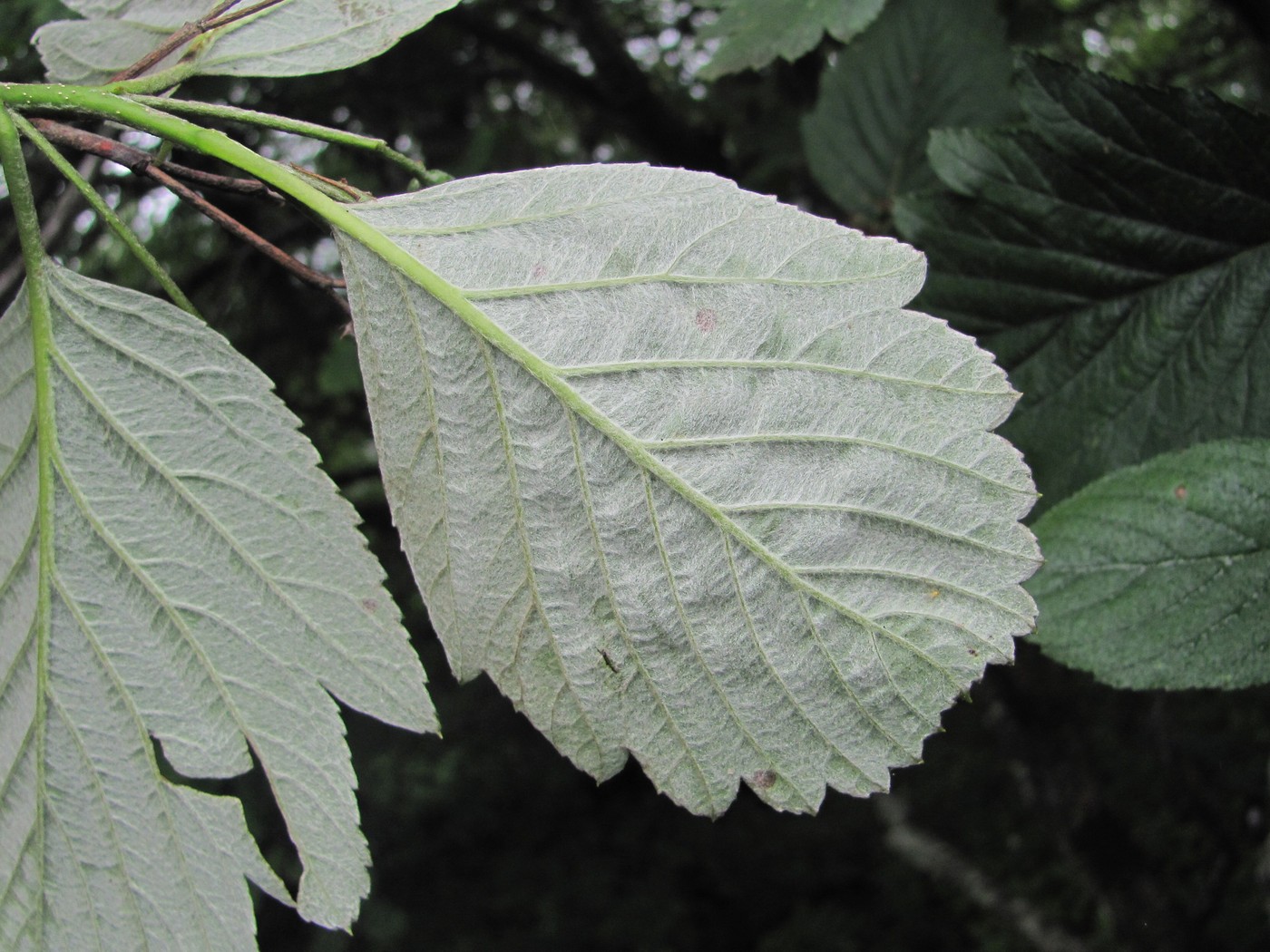 Изображение особи Sorbus caucasica.