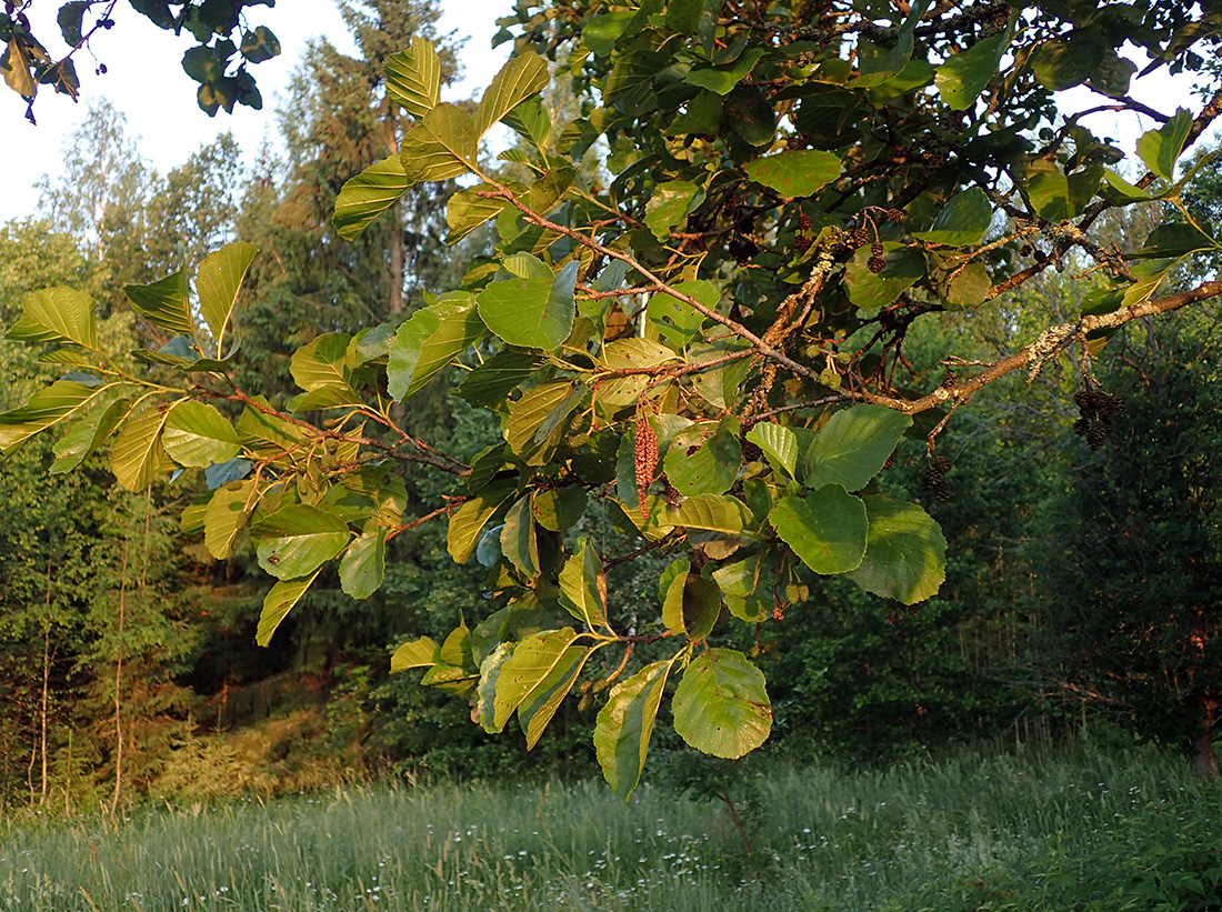 Изображение особи Alnus glutinosa.