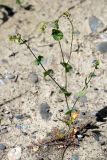 Lepidium perfoliatum