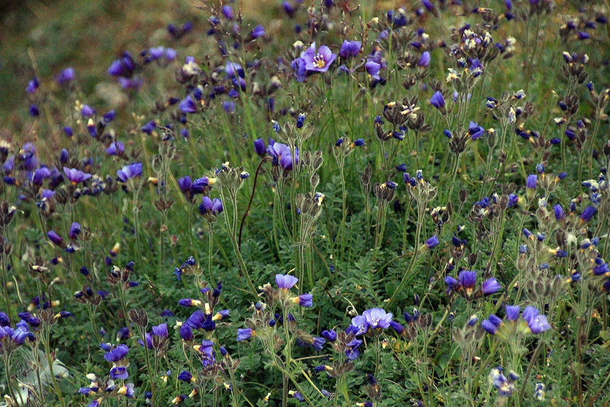 Image of genus Polemonium specimen.