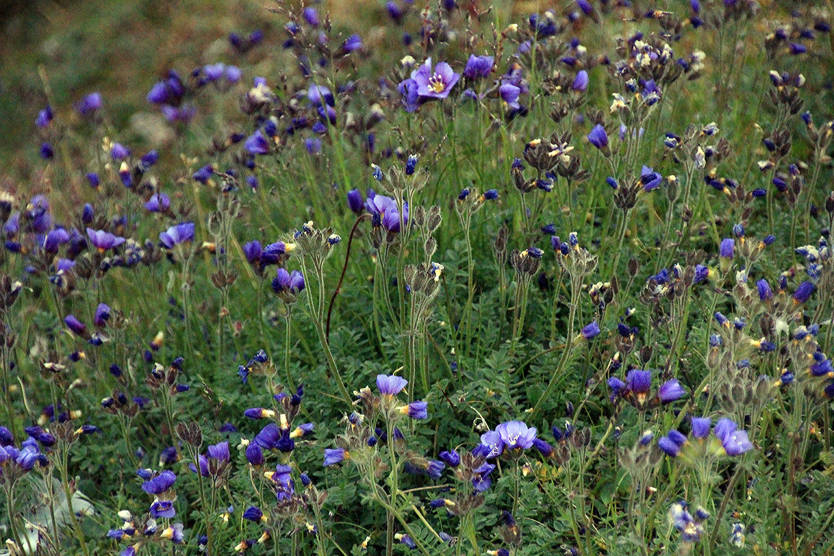 Image of genus Polemonium specimen.