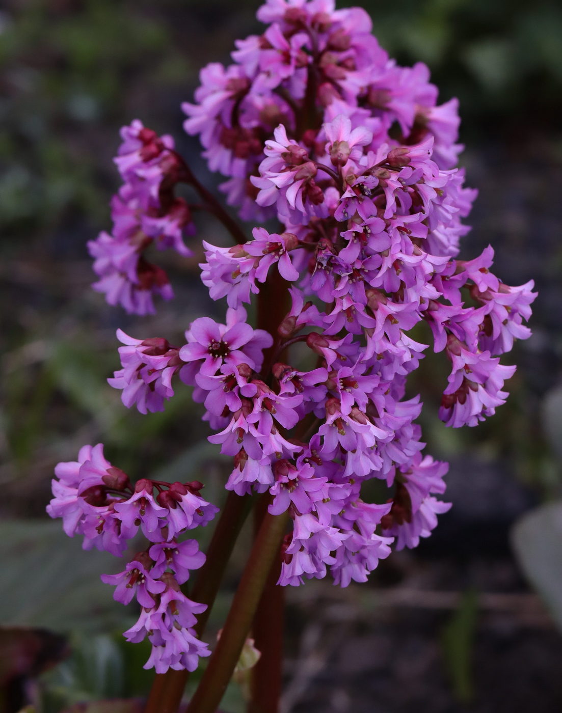 Image of Bergenia crassifolia specimen.