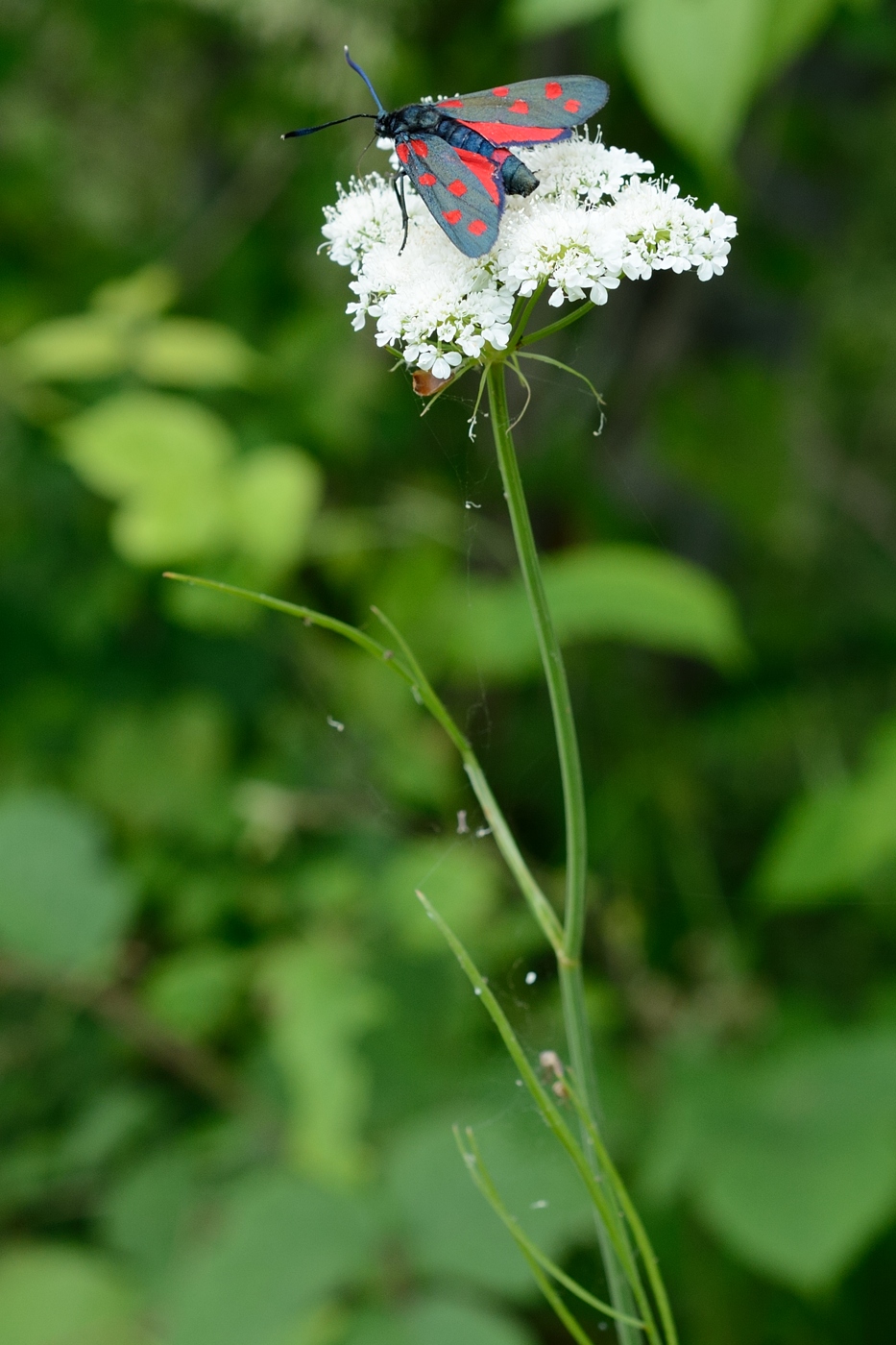 Изображение особи семейство Apiaceae.