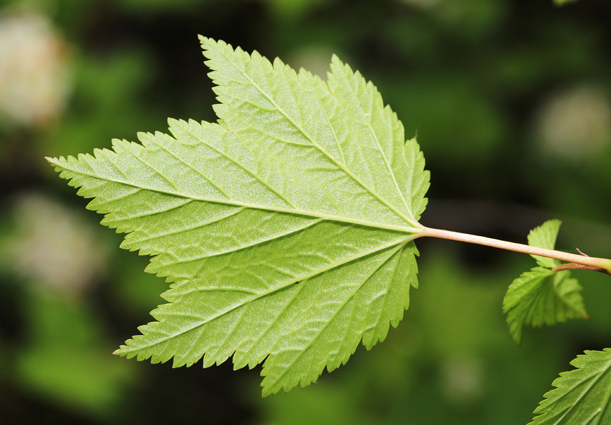 Image of Physocarpus ribesifolia specimen.