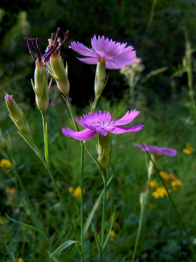 Изображение особи Dianthus pratensis.