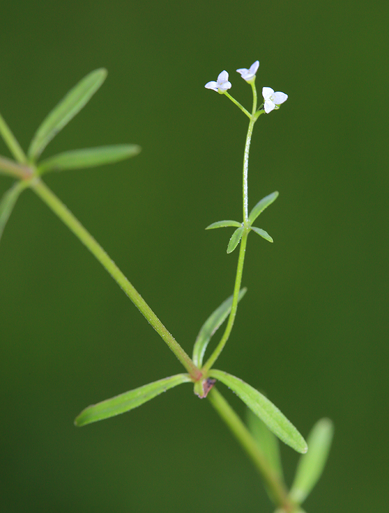 Изображение особи Galium trifidum.