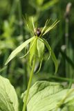 Paris quadrifolia. Цветок в паутине. Ленинградская обл., Гатчинский р-н, окр. пос. Пудость, старый травертиновый карьер, травяной мелколиственно-еловый лес. 11.06.2022.