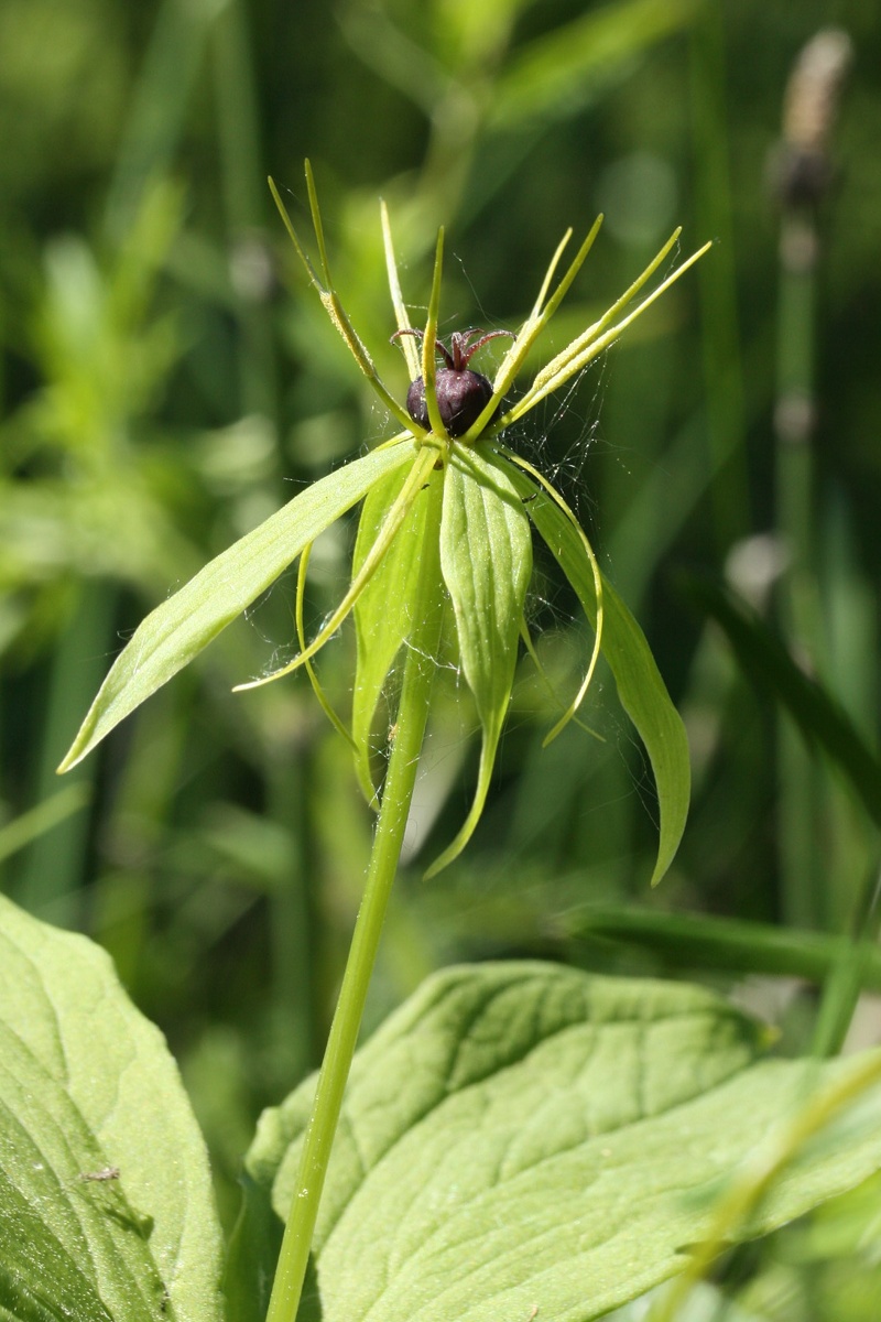 Image of Paris quadrifolia specimen.