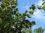 Tilia americana