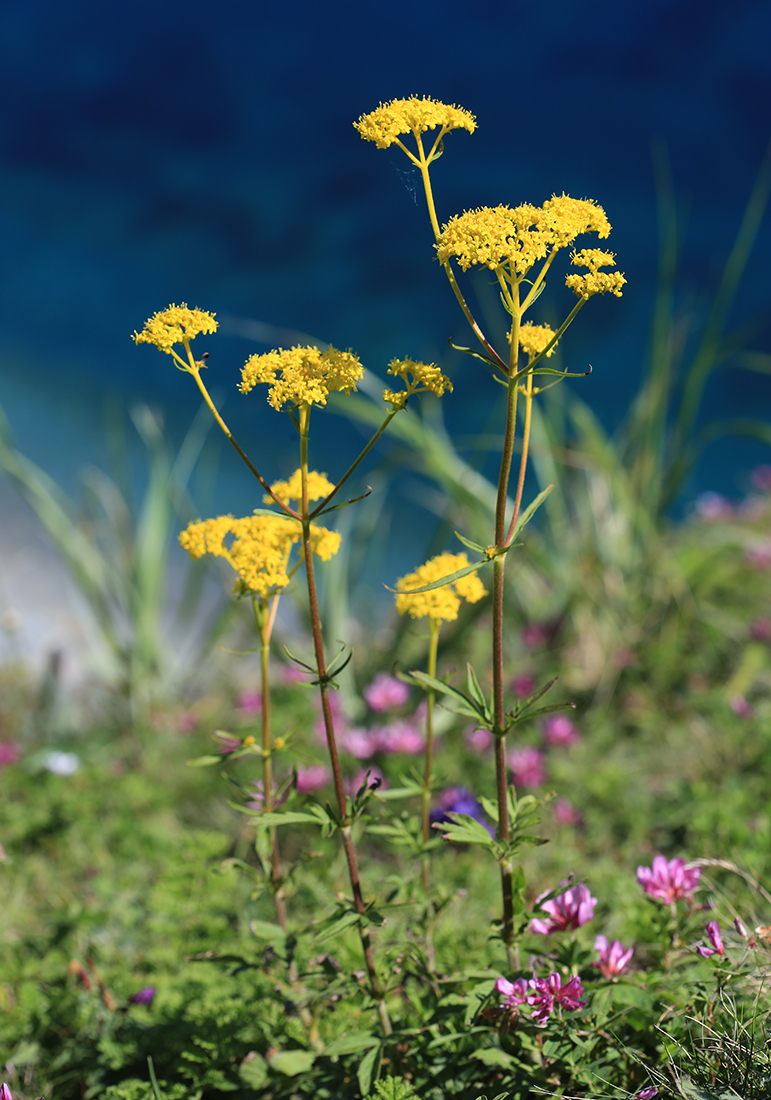 Изображение особи Patrinia scabiosifolia.