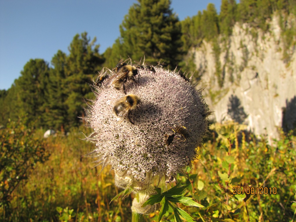 Изображение особи Sajanella monstrosa.