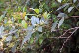 Leucothoe axillaris
