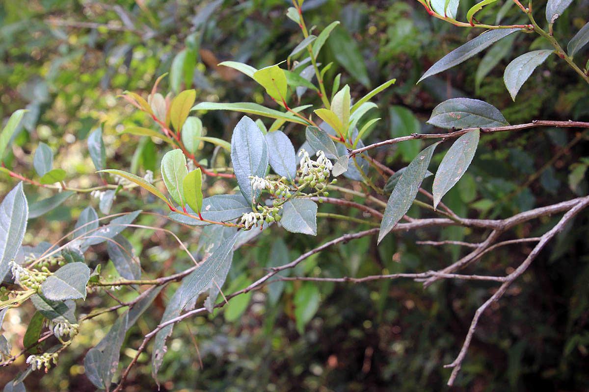 Image of Leucothoe axillaris specimen.