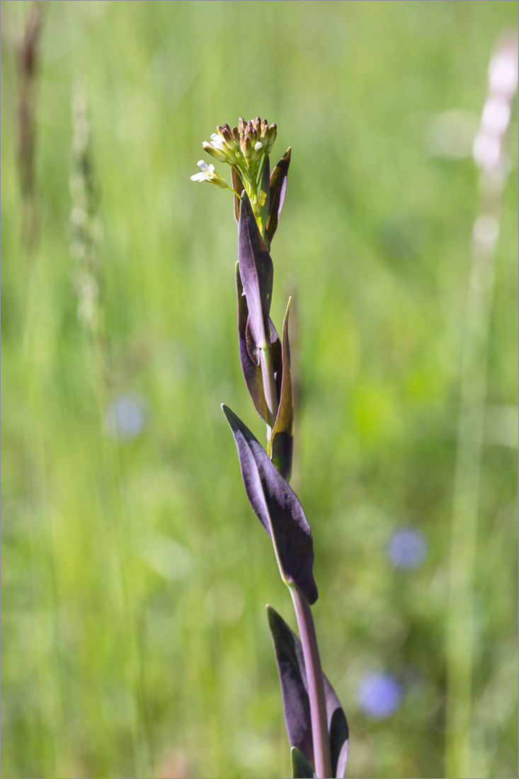 Image of Turritis glabra specimen.