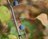 Prunus stepposa