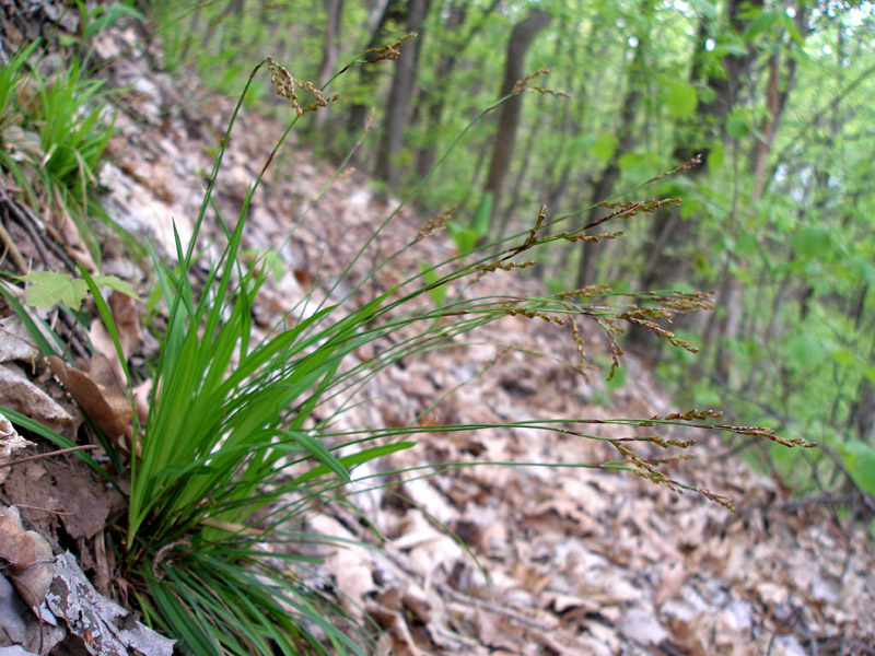 Изображение особи Carex digitata.