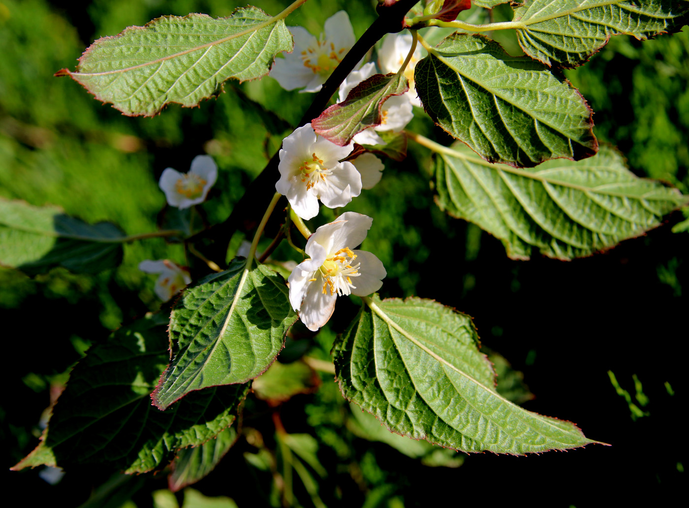 Изображение особи Actinidia kolomikta.