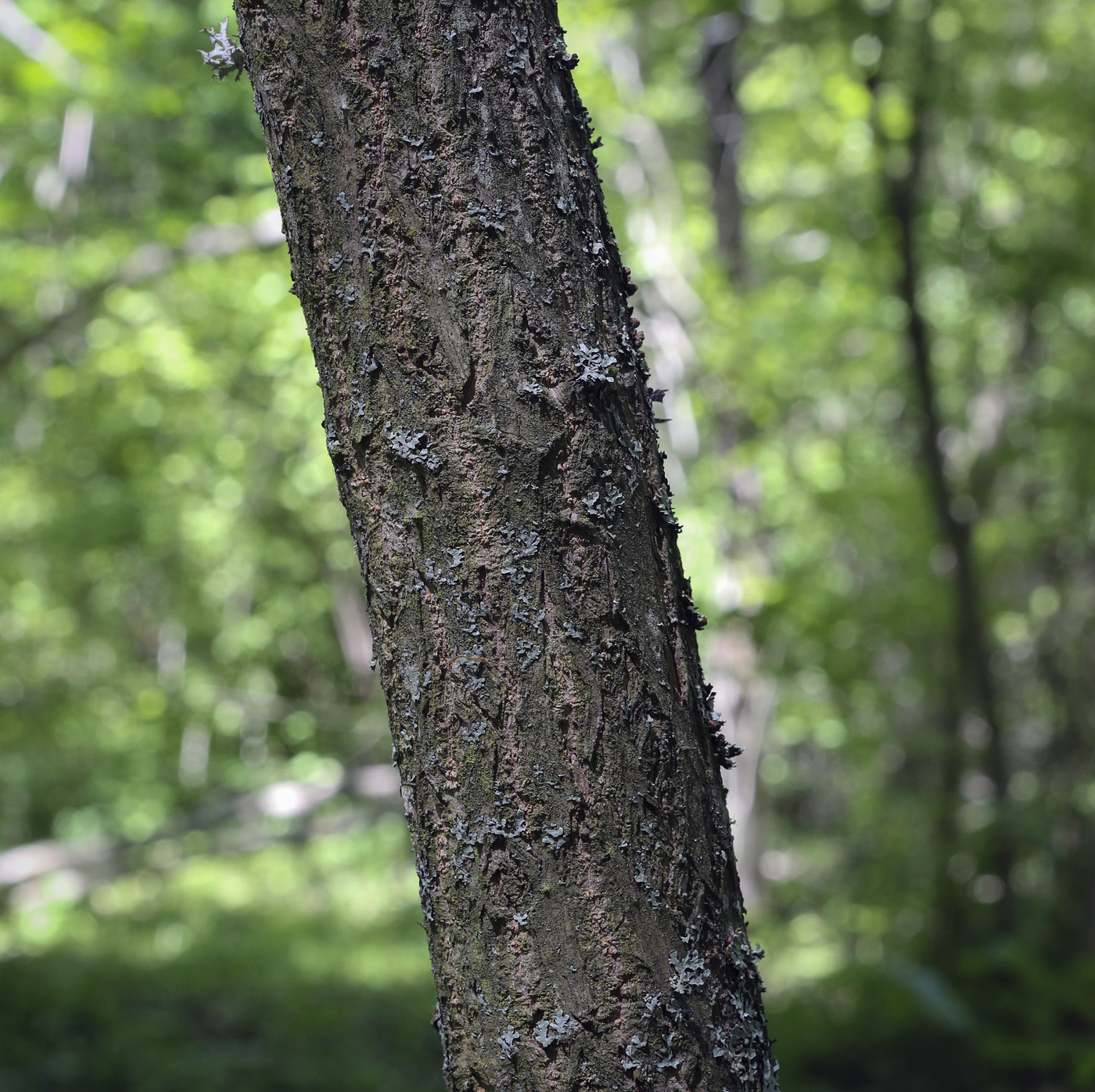 Image of Aralia elata specimen.