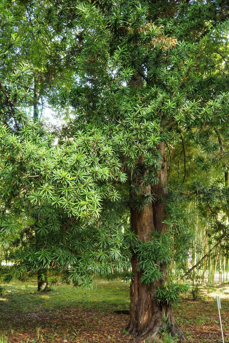 Image of Podocarpus macrophyllus specimen.