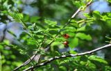 Sorbus commixta. Часть ветви с созревающим соплодием. Курильские о-ва, о-в Кунашир, вулкан Менделеева, ≈ 400 м н.у.м., широколиственный лес. 21.08.2022.