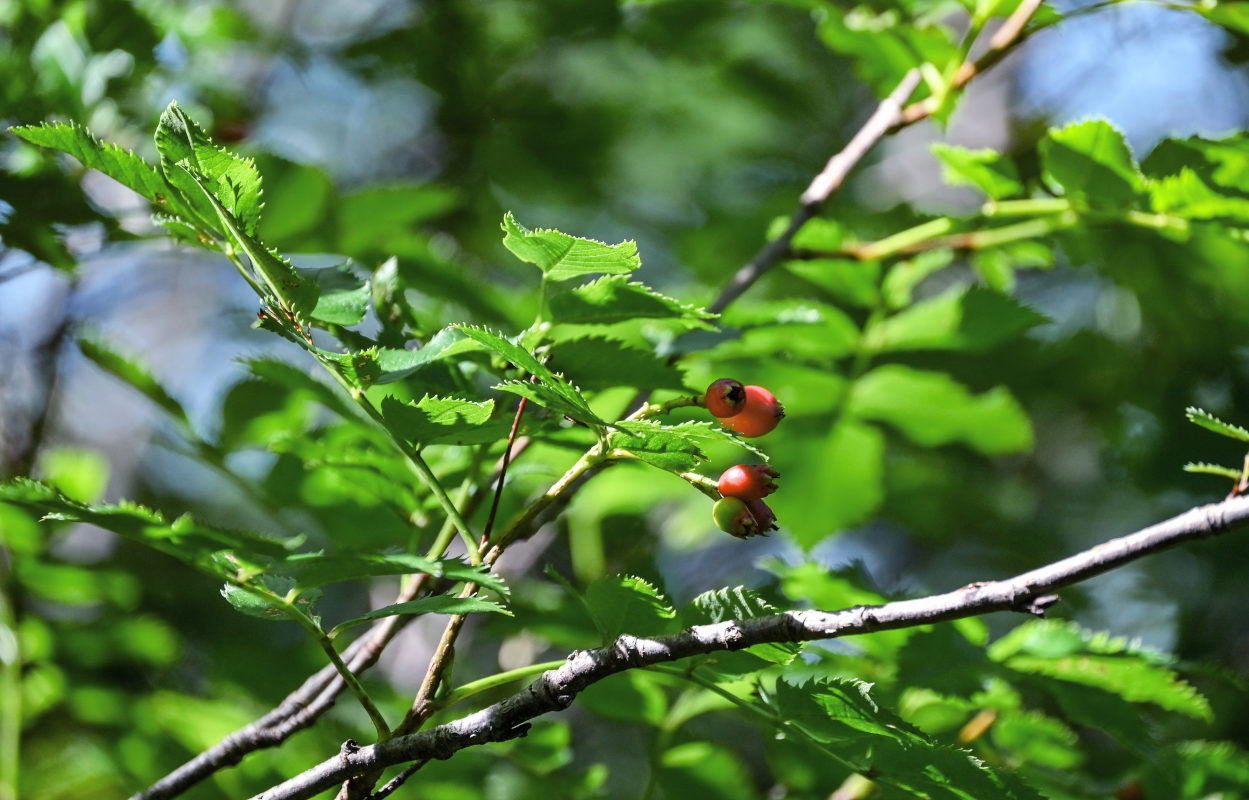 Изображение особи Sorbus commixta.