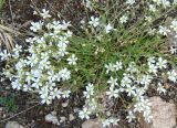 Cerastium flavescens. Цветущее растение. Якутия, Алданский р-н, перевал Тит. 26.06.2008.