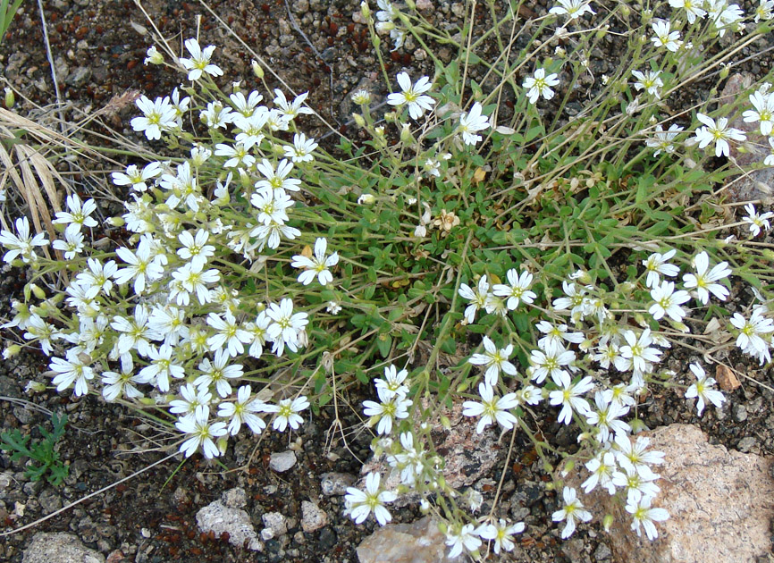 Image of Cerastium flavescens specimen.