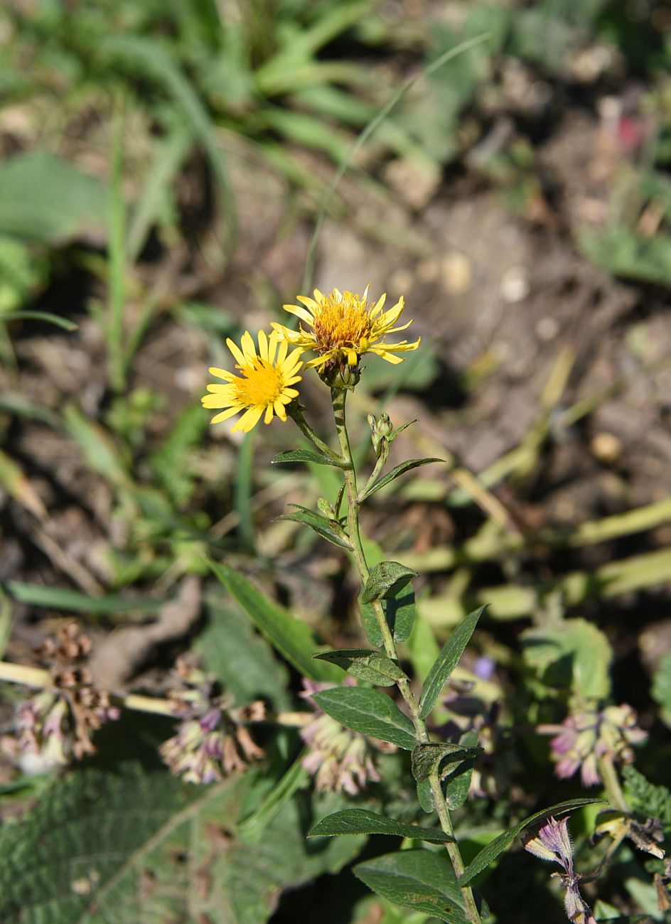 Изображение особи Inula aspera.